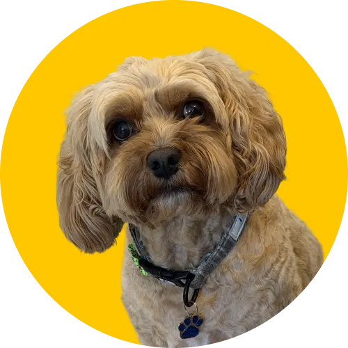 Buddy Headshot